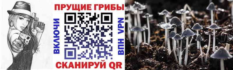 Галлюциногенные грибы Psilocybine cubensis  mega ссылка  Новый Уренгой 